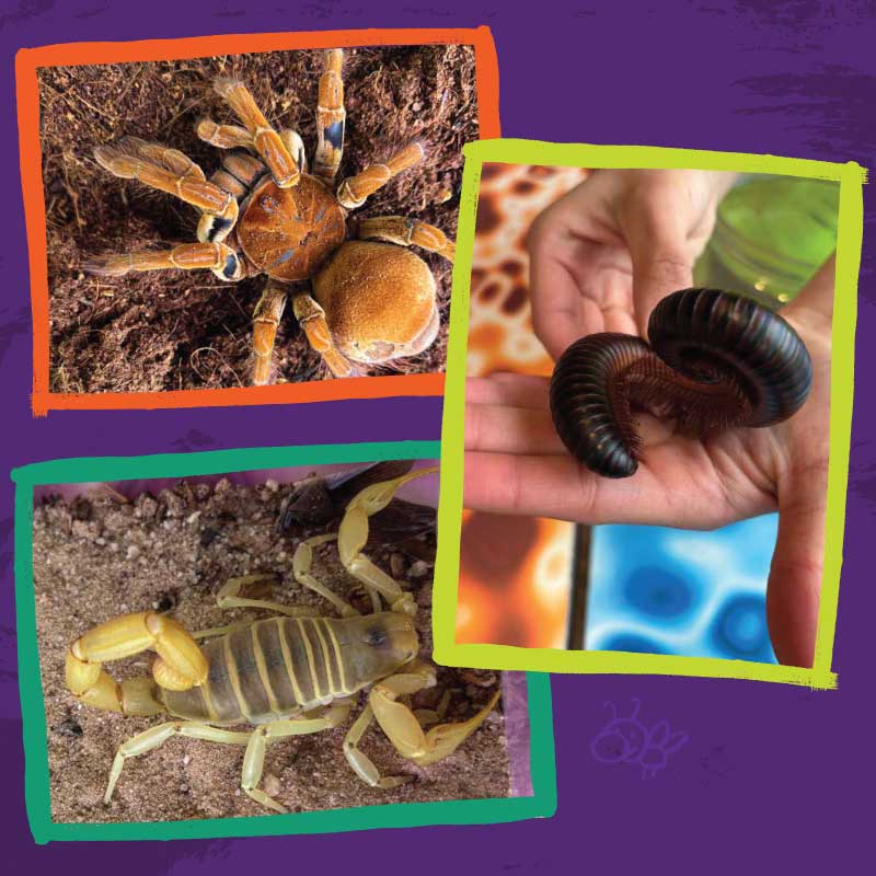 Up-close photos of creepy crawly critters