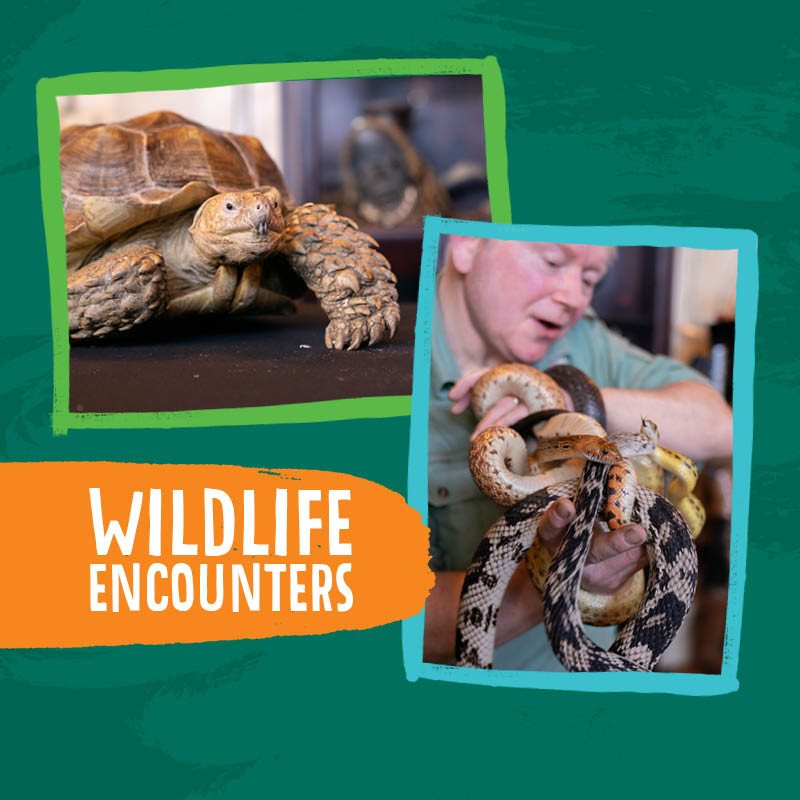 Wildlife Encounters