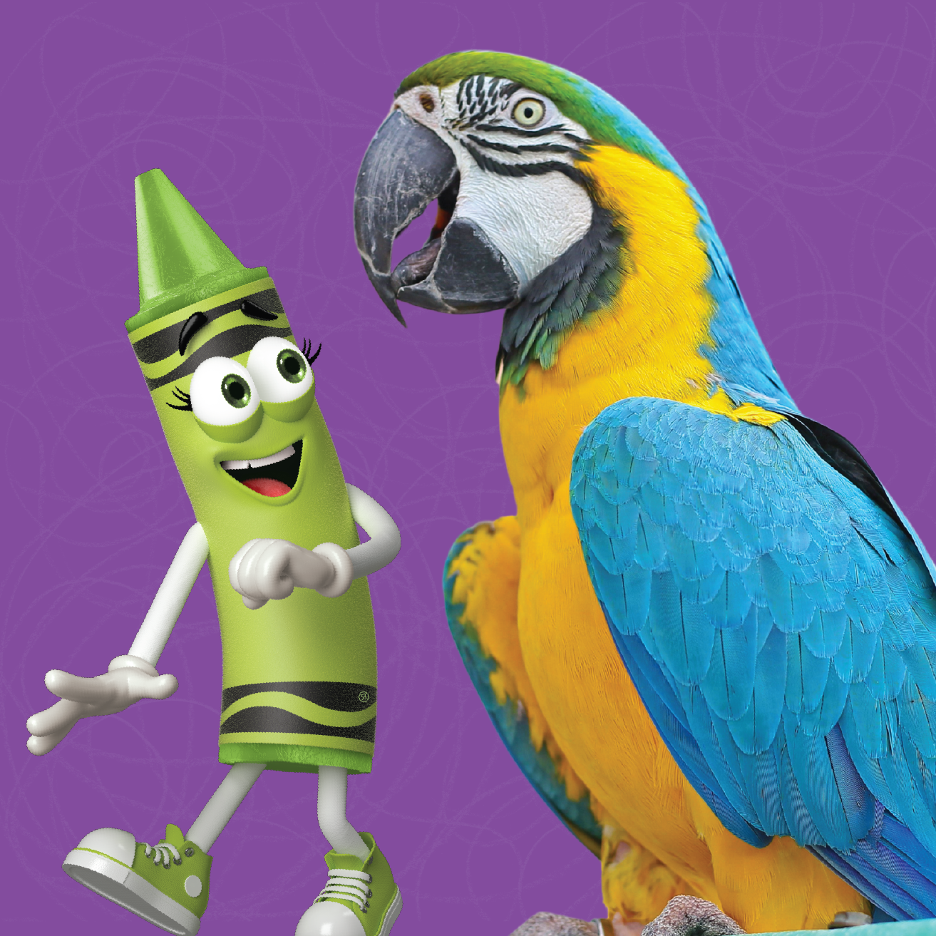 Thomas the Bird